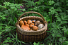 Саратовцы в грозу собрали благородные грибы  
