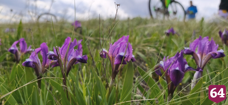 В Саратове цветут степной миндаль и дикие ирисы